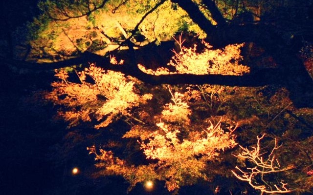 長谷寺の紅葉のライトアップ
