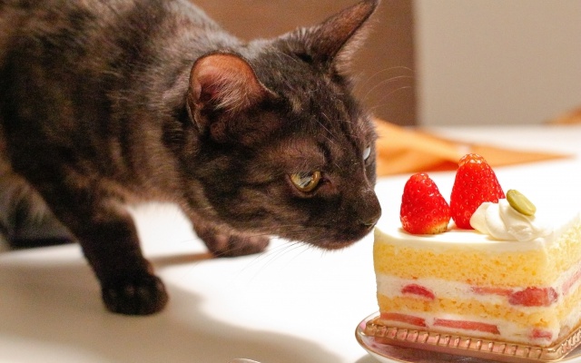 ペット用ケーキ